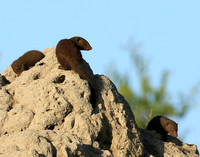 Dwarf mongooses - Londolozi Game Reserve