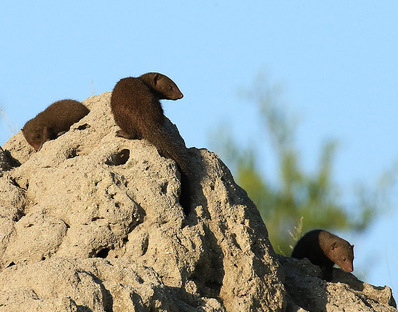 Dwarf mongooses - Londolozi Game Reserve