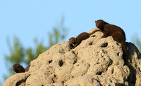 Dwarf mongooses - Londolozi Game Reserve