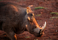 Nairobi NP