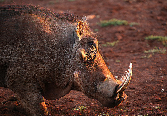Nairobi NP