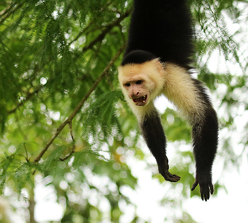 White-faced capuchin