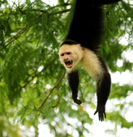 White-faced capuchin