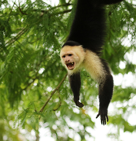 White-faced capuchin