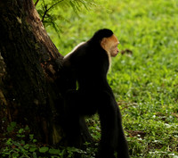 White-faced capuchin
