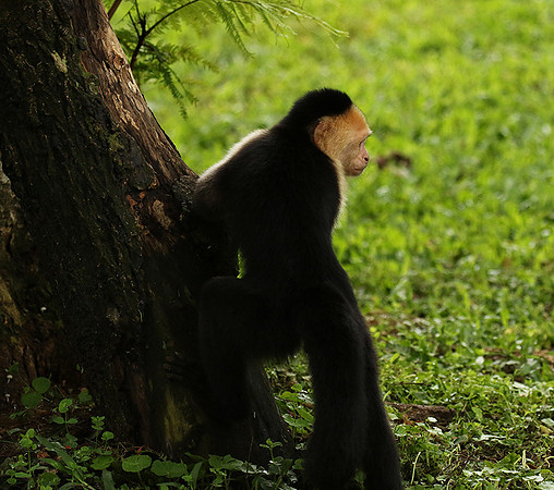 White-faced capuchin
