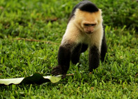 White-faced capuchin