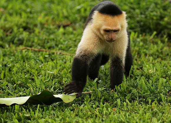 White-faced capuchin