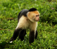 White-faced capuchin