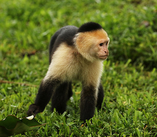 White-faced capuchin