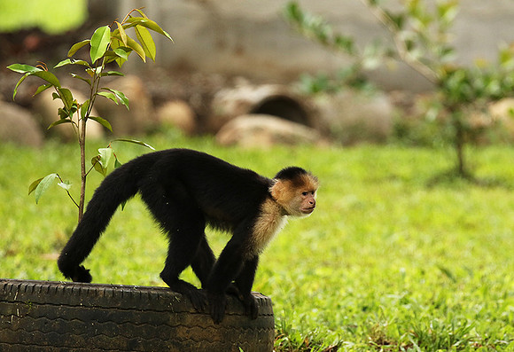 White-faced capuchin