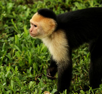White-faced capuchin
