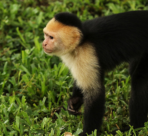 White-faced capuchin