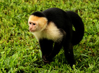 White-faced capuchin