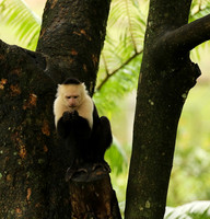 White-faced capuchin