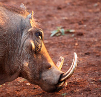 Nairobi NP