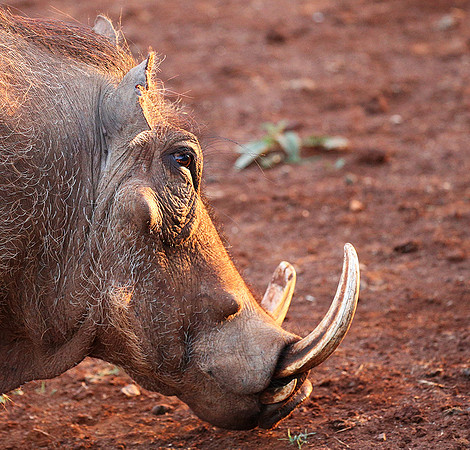 Nairobi NP