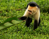 White-faced capuchin