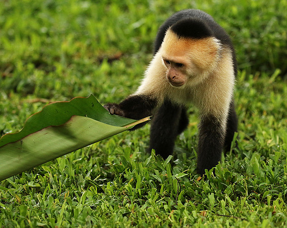 White-faced capuchin