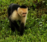 White-faced capuchin