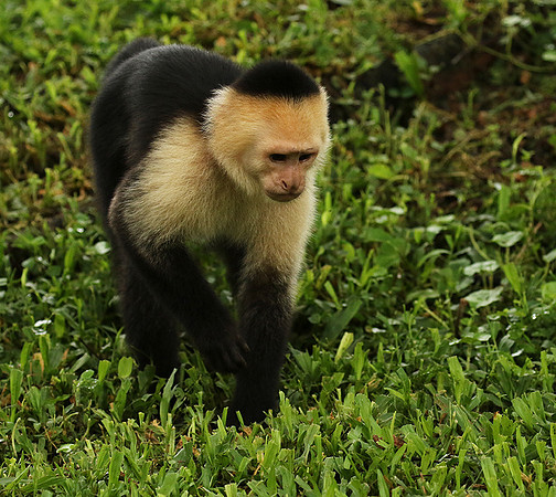 White-faced capuchin