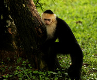 White-faced capuchin