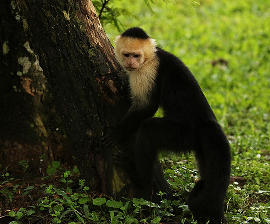 White-faced capuchin