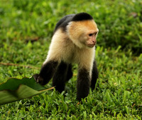 White-faced capuchin