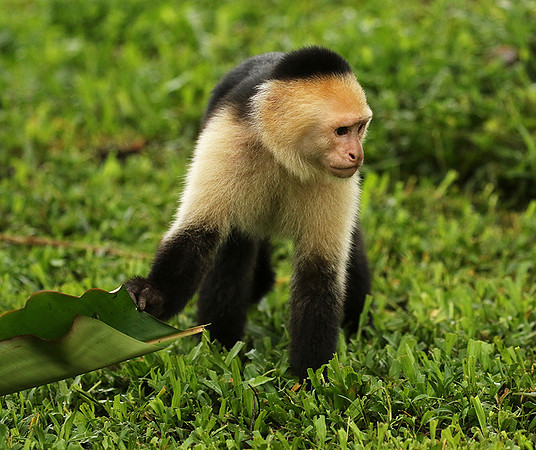 White-faced capuchin