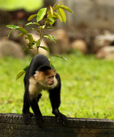 White-faced capuchin