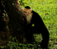 White-faced capuchin