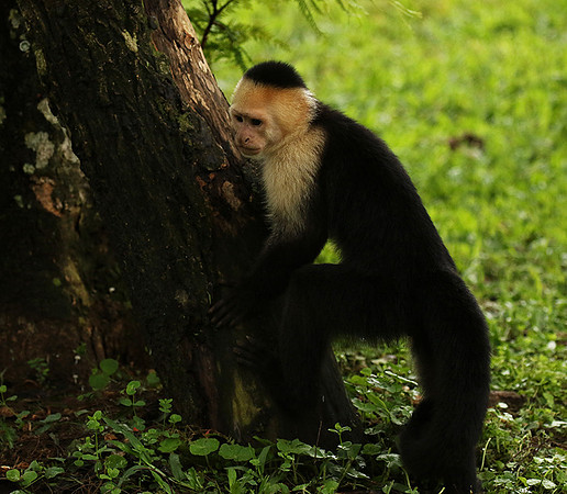 White-faced capuchin