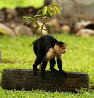 White-faced capuchin