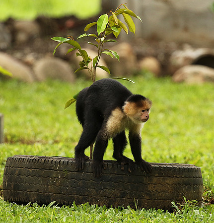 White-faced capuchin