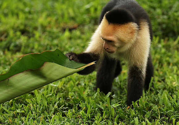White-faced capuchin