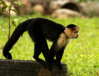 White-faced capuchin