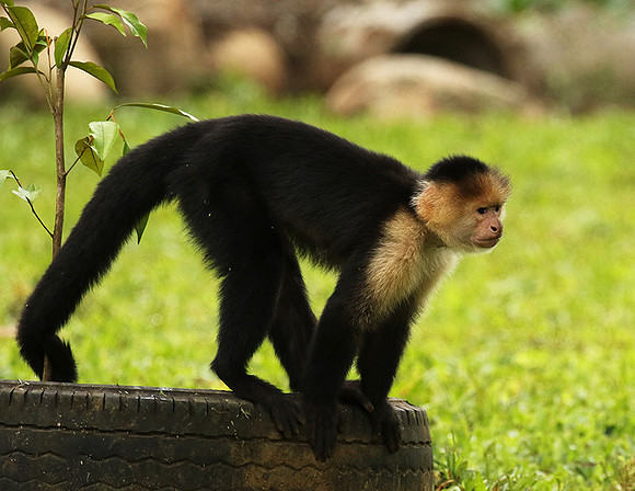 White-faced capuchin