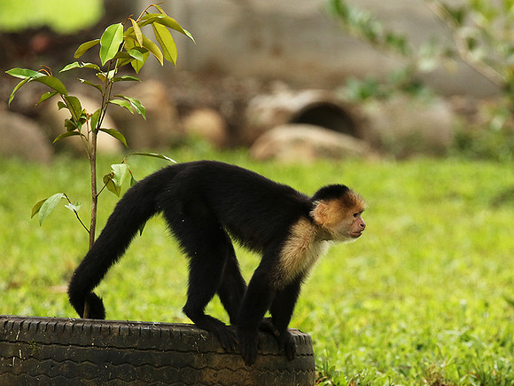 White-faced capuchin