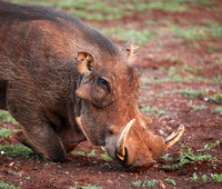 Nairobi NP