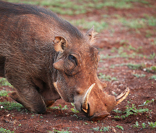Nairobi NP