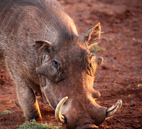 Nairobi NP
