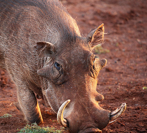 Nairobi NP