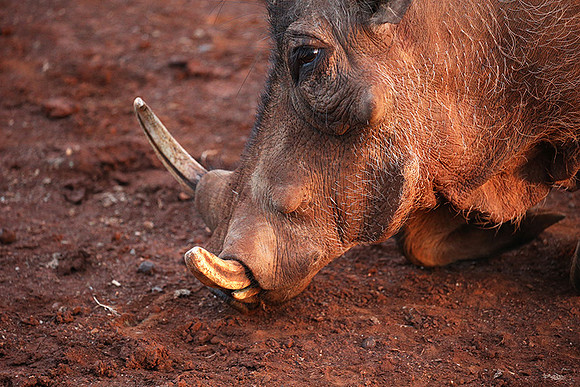 Nairobi NP