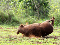 Nairobi NP