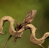 Casque headed lizard