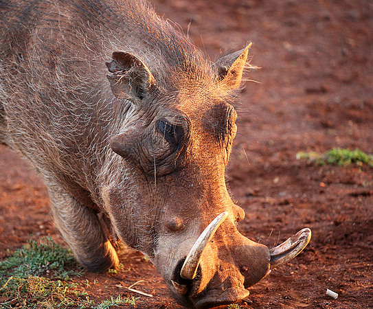 Nairobi NP