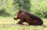 Nairobi NP
