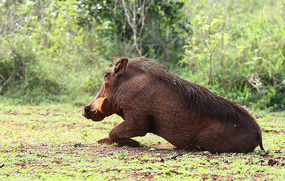 Nairobi NP