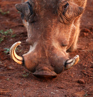 Nairobi NP
