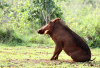 Nairobi NP